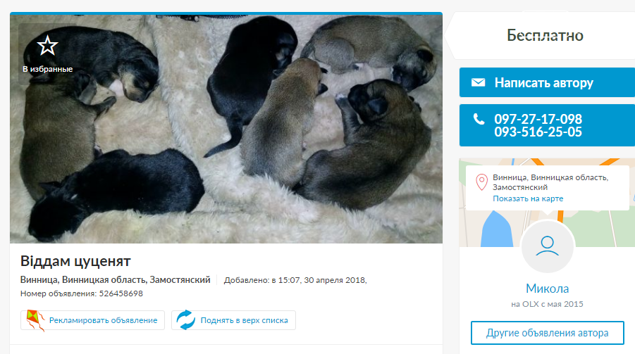 «Бесценные» друзья: собаки в хорошие руки в Виннице, фото-2 «Бесценные» друзья: собаки в хорошие руки в Виннице, фото-2