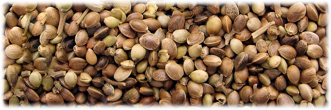 Конопляные семена в народной медицине конопля сколько в моче