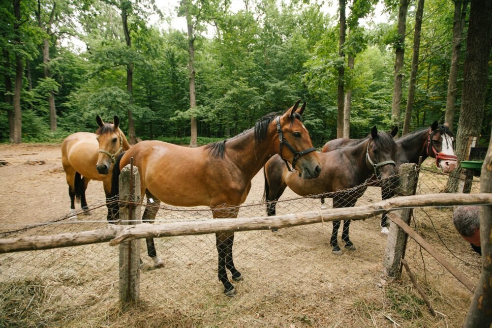 У Вінниці добудовують загін для коней, врятованих від окупантів