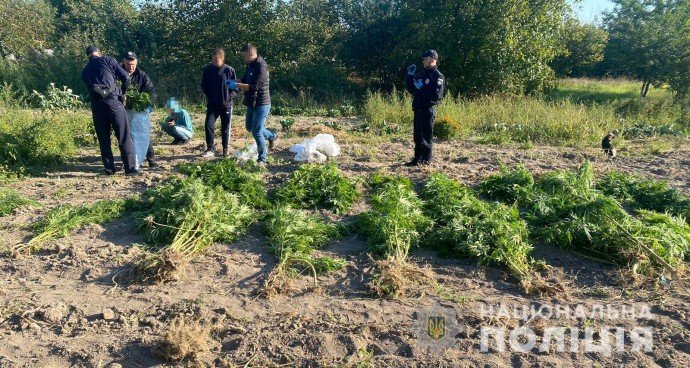 Майже дві сотні кущів коноплі вирощував на городі житель Вінницького району