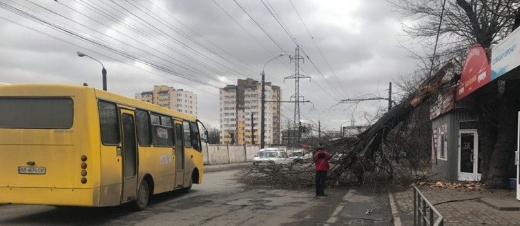 Деревопад в Виннице: на улице Антонова дерево оборвало провода Деревопад в Виннице: на улице Антонова дерево оборвало провода, Постников Николай
