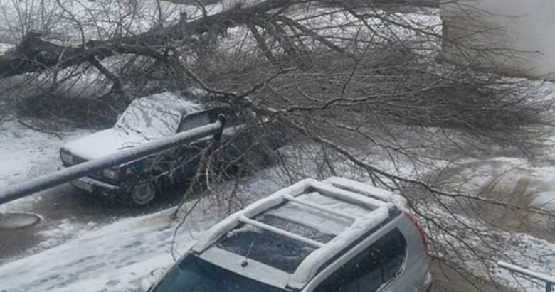 В Виннице на улице Андрея Первозванного на автомобиль упало дерево В Виннице на улице Андрея Первозванного на автомобиль упало дерево