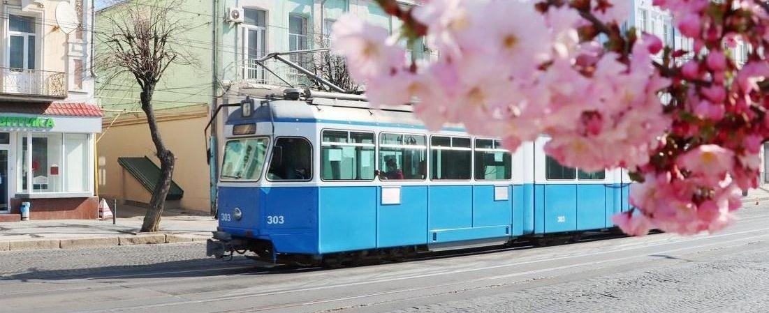 В Виннице на Майдане Независимости зацвели сакуры (Фото) В Виннице на Майдане Независимости зацвели сакуры (Фото)