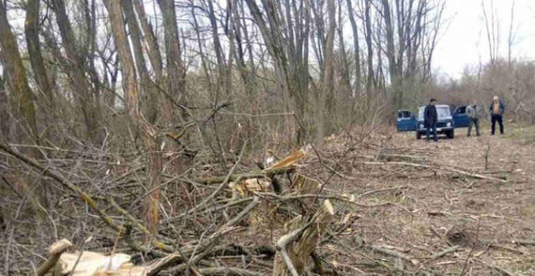 На Винниччине зафиксировали незаконную вырубку акаций (фото) На Винниччине зафиксировали незаконную вырубку акаций (фото)