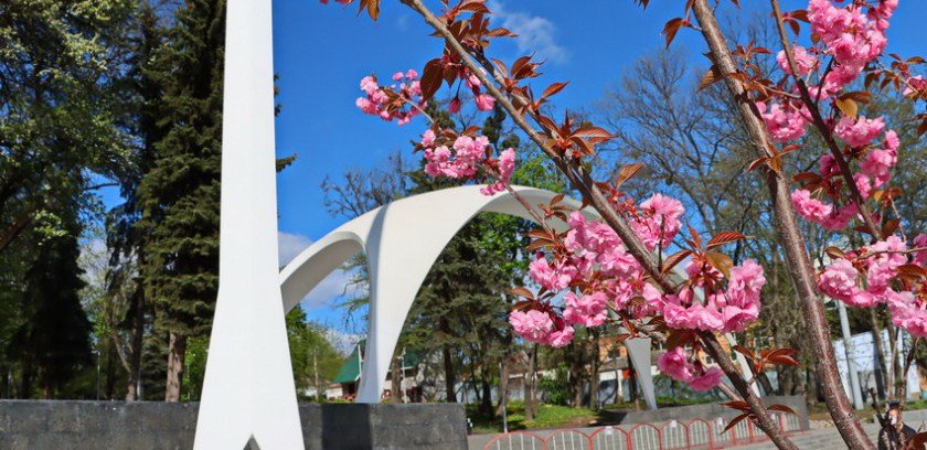 В Виннице возле входа в Центральный парк впервые расцвели сакуры. Ф... В Виннице возле входа в Центральный парк впервые расцвели сакуры. Фоторепортаж