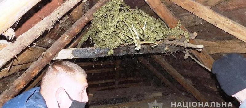 На Винниччине в доме местного жителя обнаружили килограмм марихуаны... На Винниччине в доме местного жителя обнаружили килограмм марихуаны и посев конопли
