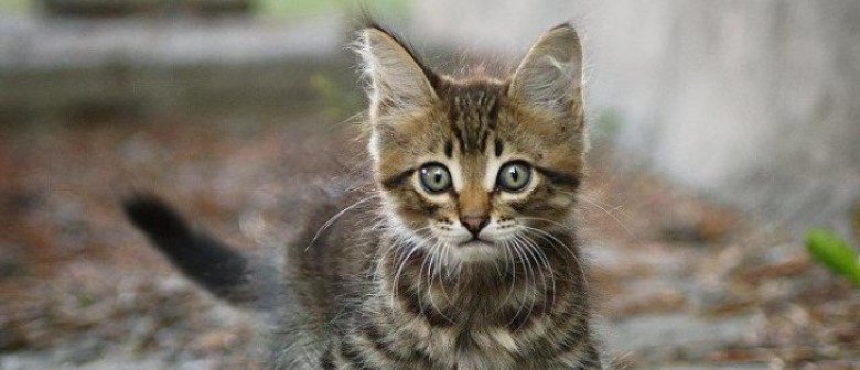 На Винниччине мужчина молотком убил котенка На Винниччине мужчина молотком убил котенка