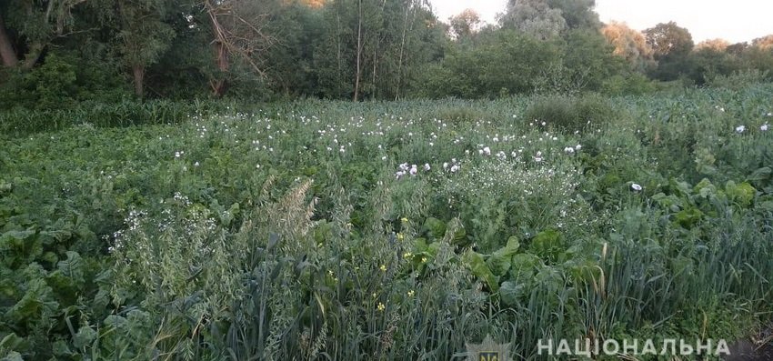 На Винниччине женщина выращивала снотворный мак в большом количеств... На Винниччине женщина выращивала снотворный мак в большом количестве. В полиции возбудили уголовное дело