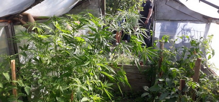У жительницы Калиновского района обнаружили плантацию конопли. Фото У жительницы Калиновского района обнаружили плантацию конопли. Фото