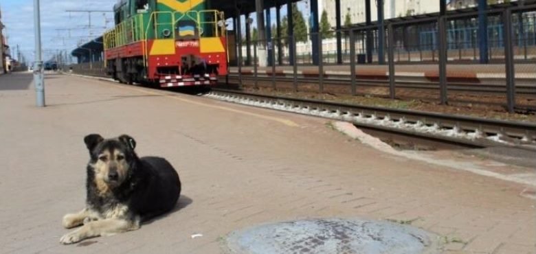 В Виннице подсчитали бездомных собак В Виннице подсчитали бездомных собак