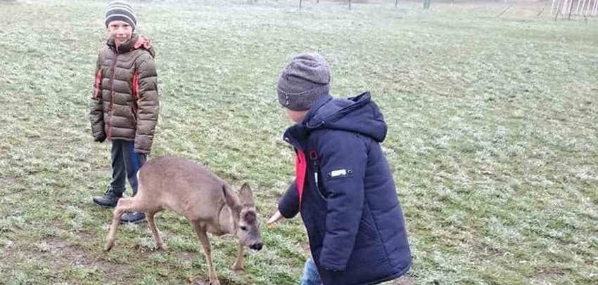 Неожиданный «ученик»: в сельскую школу на Винниччине прибежала ручн... Неожиданный «ученик»: в сельскую школу на Винниччине прибежала ручная косуля. Фото
