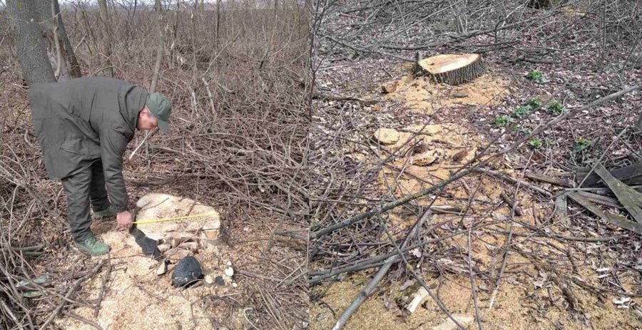 У Вінницькому районі невідомі вирізали дерева на півмільйона гривень