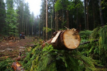 На Вінниччині судитимуть чоловіків за незаконну порубку лісу