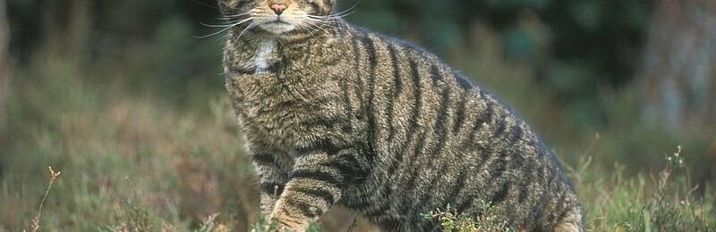 Лісові коти розширюють територію проживання на Вінниччині