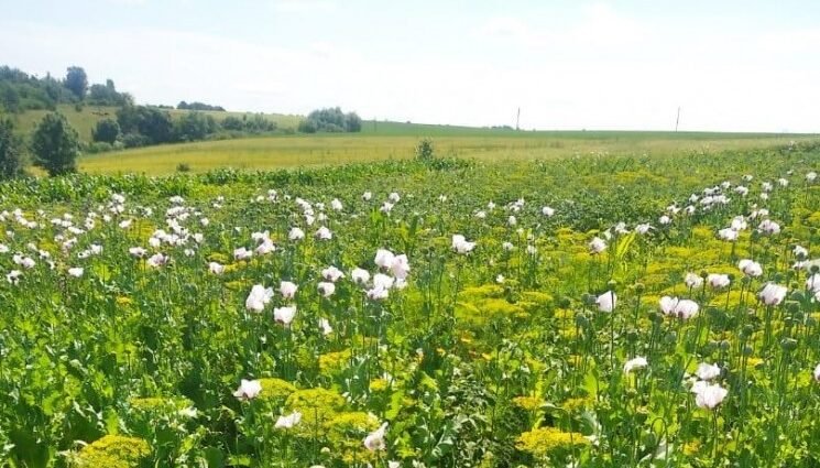 Вінничанину загрожує позбавлення волі за вирощення маку